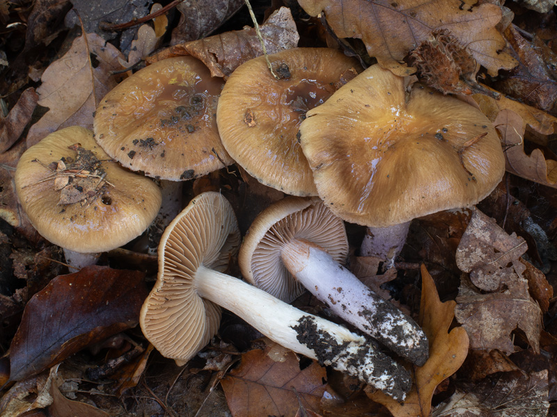 Cortinarius dischroipes